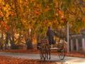 Autumn, Kashmir's golden yellow season of plenty is here - Hindi News | Autumn, Kashmir's golden yellow season of plenty is here | Latest national News at Lokmattimes.com