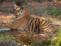 With Pilibhit setting global benchmark, UP to get 4th tiger reserve at Ranipur - Hindi News | With Pilibhit setting global benchmark, UP to get 4th tiger reserve at Ranipur | Latest national News at Lokmattimes.com