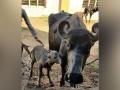 India's first Banni buffalo IVF calf born in Gujarat - Hindi News | India's first Banni buffalo IVF calf born in Gujarat | Latest national News at Lokmattimes.com