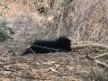 Sloth bear dies after being hit by train in Dudhwa Reserve - Hindi News | Sloth bear dies after being hit by train in Dudhwa Reserve | Latest national News at Lokmattimes.com