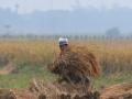 Telangana paddy farmers urged to grow alternate crops - Hindi News | Telangana paddy farmers urged to grow alternate crops | Latest politics News at Lokmattimes.com