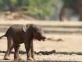 Baby elephant first walk amuses netizens - Hindi News | Baby elephant first walk amuses netizens | Latest national News at Lokmattimes.com