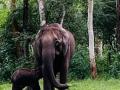 Elephant, injured calf spotted by Rahul Gandhi in K'taka return to forest - Hindi News | Elephant, injured calf spotted by Rahul Gandhi in K'taka return to forest | Latest national News at Lokmattimes.com