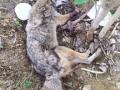 Alert Delhiite saves injured golden jackal - Hindi News | Alert Delhiite saves injured golden jackal | Latest national News at Lokmattimes.com