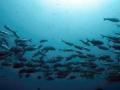 Tropical fish moving south as oceans heat up, shows Aussie research - Hindi News | Tropical fish moving south as oceans heat up, shows Aussie research | Latest politics News at Lokmattimes.com