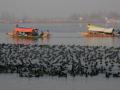 Cackle of migratory birds heralds winter in Kashmir - Hindi News | Cackle of migratory birds heralds winter in Kashmir | Latest national News at Lokmattimes.com