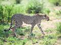 Will cheetahs be back in the 'Azadi Ka Amrit Mahotsav' year? - Hindi News | Will cheetahs be back in the 'Azadi Ka Amrit Mahotsav' year? | Latest international News at Lokmattimes.com