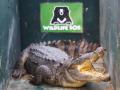 Crocodile wanders into UP village; caught and released - Hindi News | Crocodile wanders into UP village; caught and released | Latest national News at Lokmattimes.com