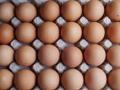 SL gives green light to import eggs from India - Hindi News | SL gives green light to import eggs from India | Latest international News at Lokmattimes.com
