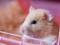 Hamsters can infect humans with Covid: Study - Hindi News | Hamsters can infect humans with Covid: Study | Latest health News at Lokmattimes.com