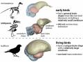 Birds' brain may hold clue why they outlived other dinosaurs - Hindi News | Birds' brain may hold clue why they outlived other dinosaurs | Latest international News at Lokmattimes.com