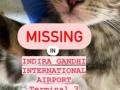Air India accused of negligence after passenger's pet cat goes missing at Delhi airport - Hindi News | Air India accused of negligence after passenger's pet cat goes missing at Delhi airport | Latest national News at Lokmattimes.com