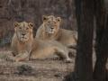 Two tourists, four others fined Rs 1.75 lakh for illegal entry into Gir Forest - Hindi News | Two tourists, four others fined Rs 1.75 lakh for illegal entry into Gir Forest | Latest national News at Lokmattimes.com