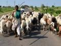 Sheep rearing important source of livelihood in Himachal - Hindi News | Sheep rearing important source of livelihood in Himachal | Latest politics News at Lokmattimes.com
