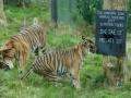 3 critically endangered Sumatran tigers found dead in snares in Indonesia - Hindi News | 3 critically endangered Sumatran tigers found dead in snares in Indonesia | Latest international News at Lokmattimes.com