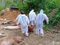 Over 10,600 pigs die of African Swine Fever in Mizoram - Hindi News | Over 10,600 pigs die of African Swine Fever in Mizoram | Latest international News at Lokmattimes.com