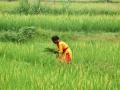 BJP, BJD engaged in tug of war over delay in settling crop insurance claims - Hindi News | BJP, BJD engaged in tug of war over delay in settling crop insurance claims | Latest politics News at Lokmattimes.com