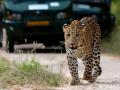 Giving back big cats their space: Jaipur only Indian city to have leopard safaris - Hindi News | Giving back big cats their space: Jaipur only Indian city to have leopard safaris | Latest national News at Lokmattimes.com