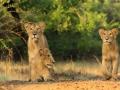 As population of Gir lions grows, humans & cattle become targets - Hindi News | As population of Gir lions grows, humans & cattle become targets | Latest national News at Lokmattimes.com