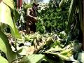 Farmers in UP's Lakhimpur Kheri shifting to banana cultivation from sugarcane - Hindi News | Farmers in UP's Lakhimpur Kheri shifting to banana cultivation from sugarcane | Latest national News at Lokmattimes.com