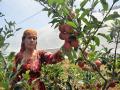 J-K: Apple growers expecting bumper harvest in Kashmir valley this year - Hindi News | J-K: Apple growers expecting bumper harvest in Kashmir valley this year | Latest national News at Lokmattimes.com