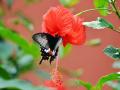 MP: Tropical Forest Research Institute sets up 'treasure of butterflies' at its insect museum - Hindi News | MP: Tropical Forest Research Institute sets up 'treasure of butterflies' at its insect museum | Latest national News at Lokmattimes.com