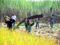 Staggered payments, rise in input costs, stray cattle menace continue to grapple sugarcane farmers in West UP - Hindi News | Staggered payments, rise in input costs, stray cattle menace continue to grapple sugarcane farmers in West UP | Latest national News at Lokmattimes.com