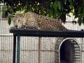 In a first, Assam to conduct leopard census from January 31 - Hindi News | In a first, Assam to conduct leopard census from January 31 | Latest national News at Lokmattimes.com