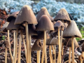 Can mushrooms help boost health in Parkinson's patients? - Hindi News | Can mushrooms help boost health in Parkinson's patients? | Latest health News at Lokmattimes.com