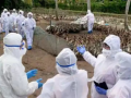 Japan Bird Flu Outbreak: 14,000 Birds Culled Amid Avian Flu Scare - Hindi News | Japan Bird Flu Outbreak: 14,000 Birds Culled Amid Avian Flu Scare | Latest international News at Lokmattimes.com