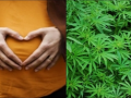 Using marijuana for severe morning sickness may worsen health of mother & baby - Hindi News | Using marijuana for severe morning sickness may worsen health of mother & baby | Latest health News at Lokmattimes.com
