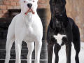 Tamil Nadu bans 23 'dangerous' dog breeds - Hindi News | Tamil Nadu bans 23 'dangerous' dog breeds | Latest health News at Lokmattimes.com