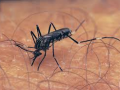 Romania reports new West Nile virus case - Hindi News | Romania reports new West Nile virus case | Latest health News at Lokmattimes.com