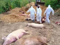 African Swine Fever kills 965 pigs in Mizoram - Hindi News | African Swine Fever kills 965 pigs in Mizoram | Latest health News at Lokmattimes.com