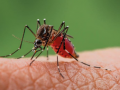 Israel reports 19 West Nile fever cases since May - Hindi News | Israel reports 19 West Nile fever cases since May | Latest health News at Lokmattimes.com