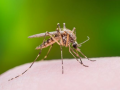 Deaths from West Nile fever in Israel surge to 31 - Hindi News | Deaths from West Nile fever in Israel surge to 31 | Latest health News at Lokmattimes.com