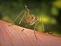Japanese encephalitis warning issued in Australian state - Hindi News | Japanese encephalitis warning issued in Australian state | Latest health News at Lokmattimes.com