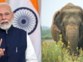 World Elephant Day: PM Narendra Modi Vows To Safeguard Tuskers and Their Habitat (See Tweet) - Hindi News | World Elephant Day: PM Narendra Modi Vows To Safeguard Tuskers and Their Habitat (See Tweet) | Latest national News at Lokmattimes.com