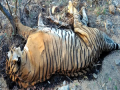 Dead tigers in Vietnam test positive for H5N1 - Hindi News | Dead tigers in Vietnam test positive for H5N1 | Latest health News at Lokmattimes.com