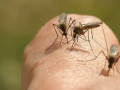 Two men hospitalised with mosquito-borne viruses in Australia - Hindi News | Two men hospitalised with mosquito-borne viruses in Australia | Latest health News at Lokmattimes.com