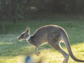 Australian researchers produce first kangaroo embryos through IVF - Hindi News | Australian researchers produce first kangaroo embryos through IVF | Latest health News at Lokmattimes.com
