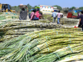 India's sugar production to rise 18 pc YoY, exports likely to touch 2 million in next season - Hindi News | India's sugar production to rise 18 pc YoY, exports likely to touch 2 million in next season | Latest technology News at Lokmattimes.com