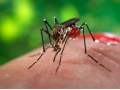 South Africa's health department urges vigilance amid rising malaria cases - Hindi News | South Africa's health department urges vigilance amid rising malaria cases | Latest health News at Lokmattimes.com
