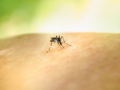 Sao Paulo state declares health emergency over dengue outbreak - Hindi News | Sao Paulo state declares health emergency over dengue outbreak | Latest health News at Lokmattimes.com