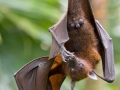 New bat coronavirus with human transmission potential discovered in China - Hindi News | New bat coronavirus with human transmission potential discovered in China | Latest health News at Lokmattimes.com