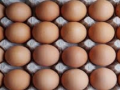 Egg prices soar to record levels in US as bird flu ravages laying flocks - Hindi News | Egg prices soar to record levels in US as bird flu ravages laying flocks | Latest health News at Lokmattimes.com