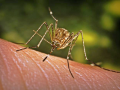 Dengue fever kills three in Fiji - Hindi News | Dengue fever kills three in Fiji | Latest health News at Lokmattimes.com