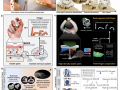 Chinese scientists develop human-like robotic hand with smart palm-finger coordination - Hindi News | Chinese scientists develop human-like robotic hand with smart palm-finger coordination | Latest health News at Lokmattimes.com