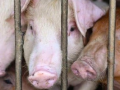 Over 3,050 pigs killed due to African Swine Fever in Mizoram - Hindi News | Over 3,050 pigs killed due to African Swine Fever in Mizoram | Latest health News at Lokmattimes.com