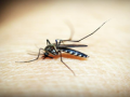Namibia records over 56,000 malaria cases since December: Health Minister - Hindi News | Namibia records over 56,000 malaria cases since December: Health Minister | Latest health News at Lokmattimes.com